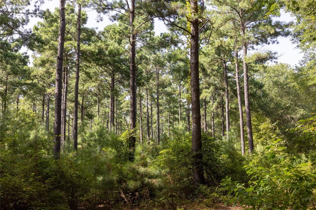 0 4222nd Frankston, TX 75763 - Photo 6 of 31