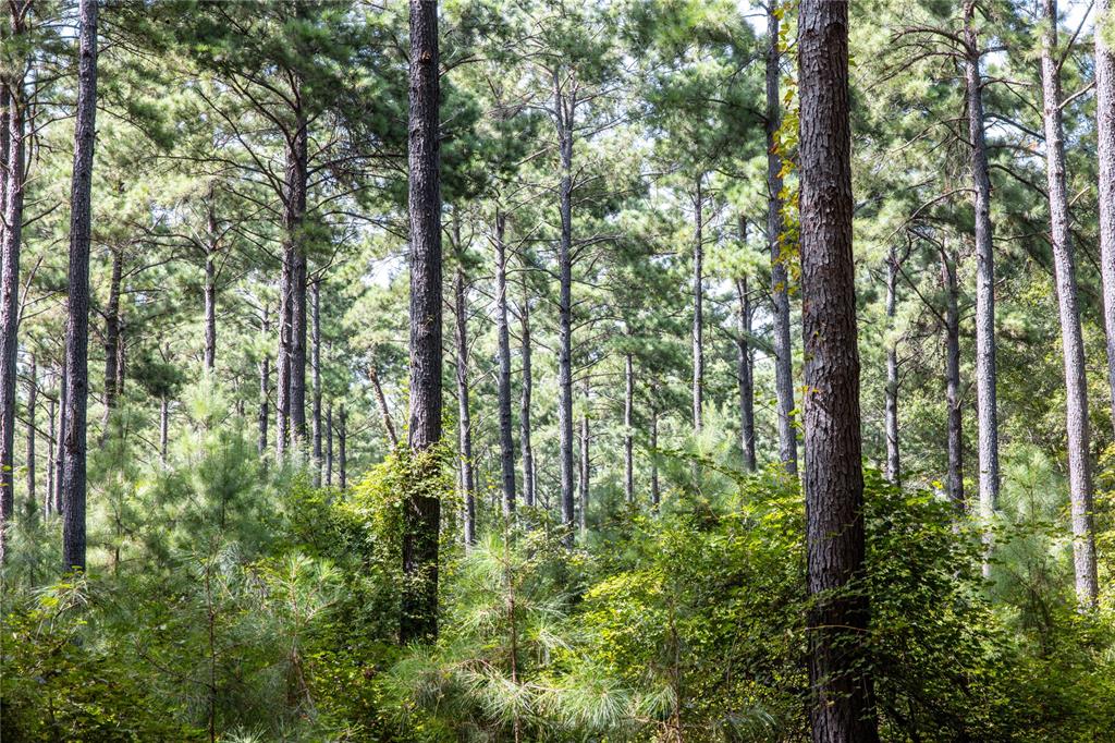 0 4222nd Frankston, TX 75763 - Photo 7 of 31