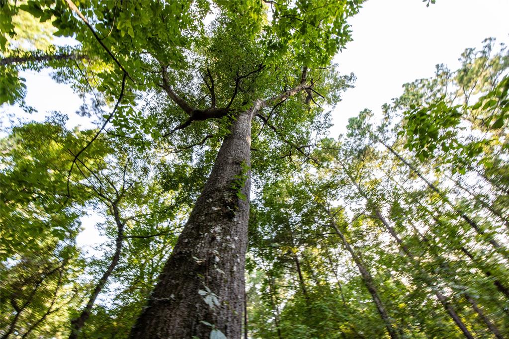 0 4222nd Frankston, TX 75763 - Photo 9 of 31 a picture of tree
