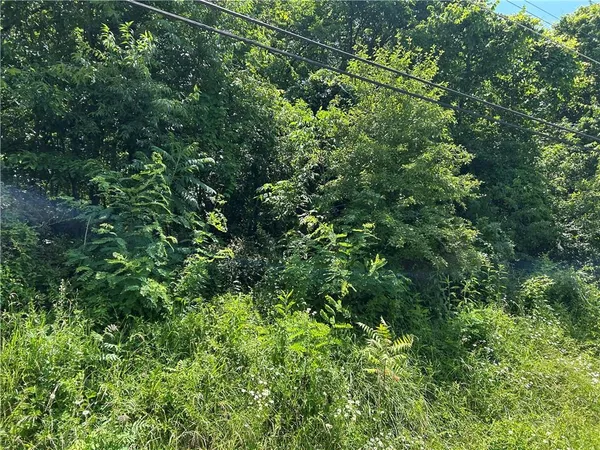 view of a lush green forest with lots of trees