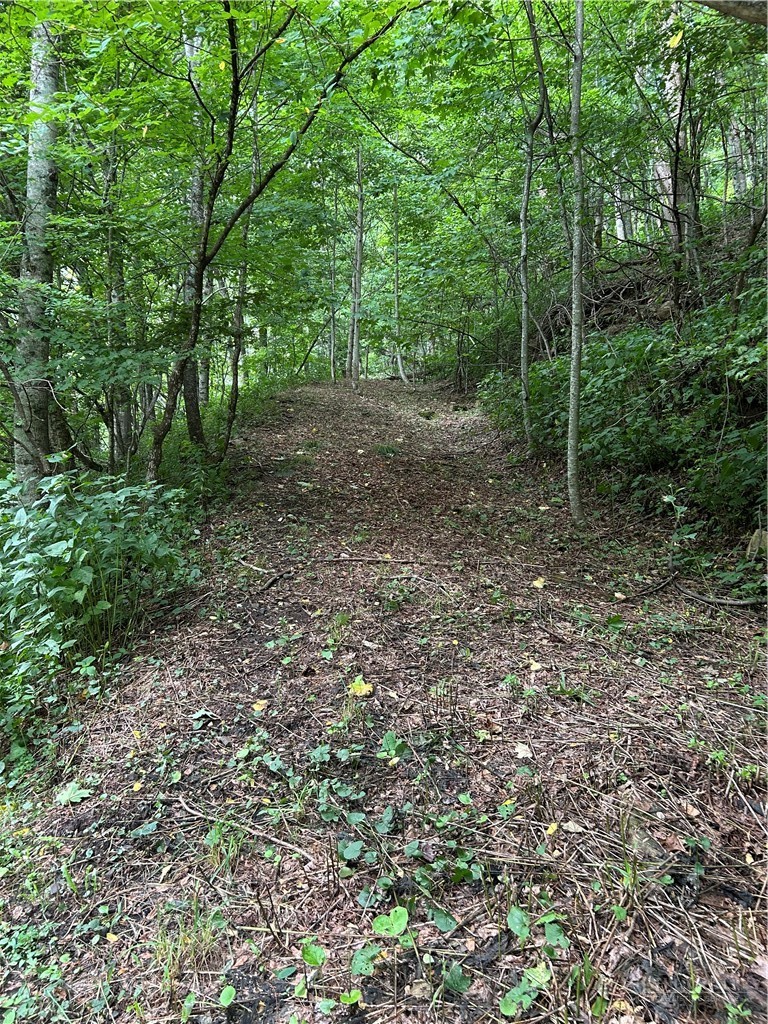 Little Tree Road West Jefferson, NC 28694 - Photo 4 of 20 Gallery Image 4