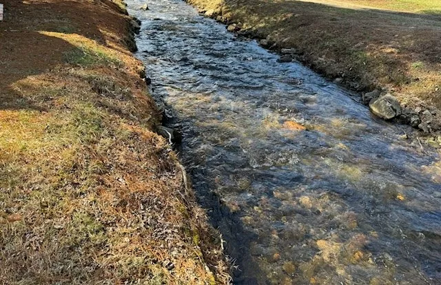 a view of a yard with trees