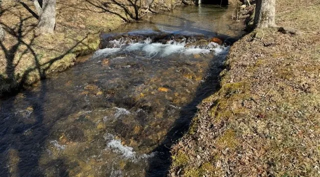 a view of a yard with a tree