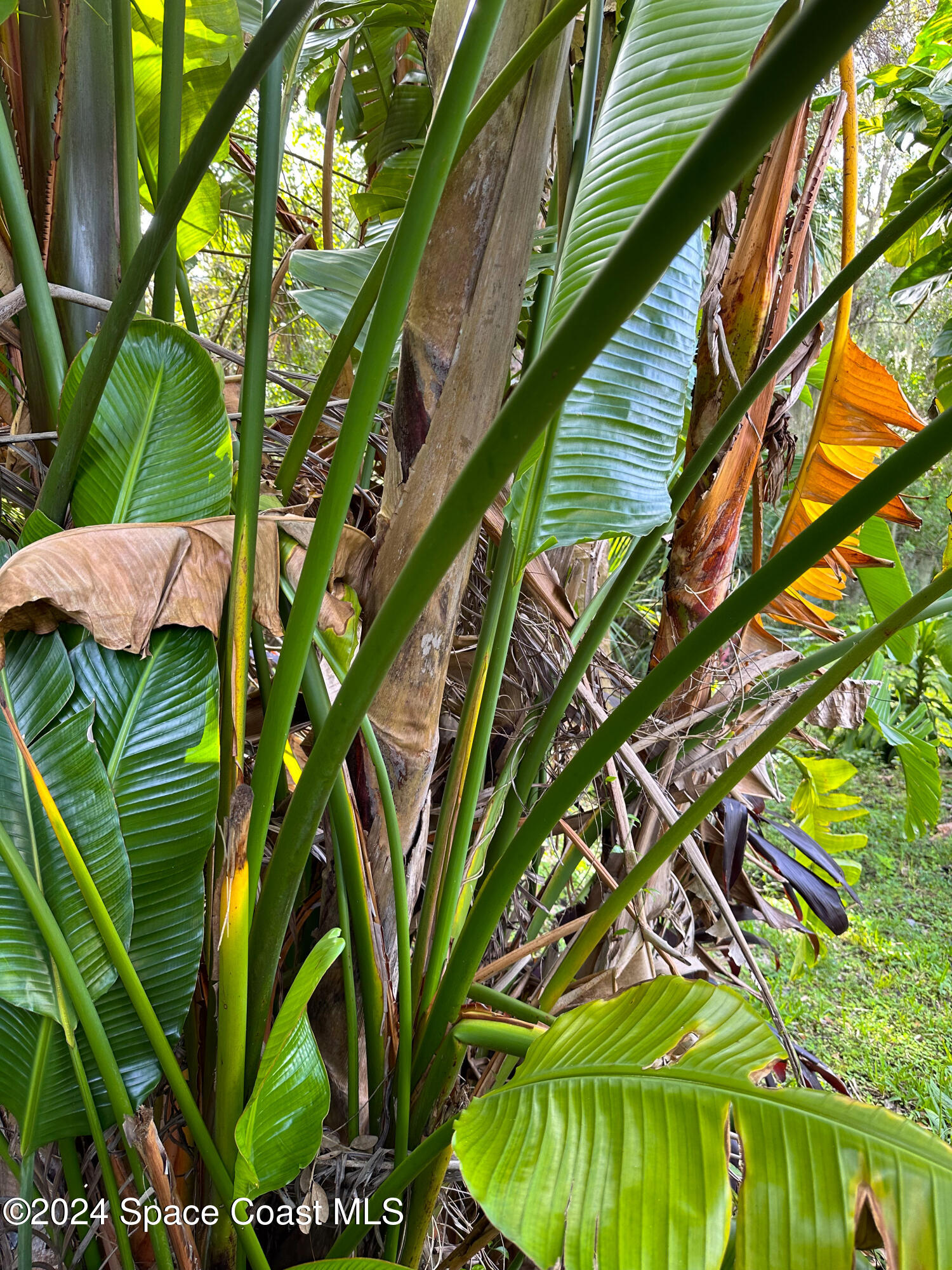 152 Morgan Circle Sebastian, FL 32958 - Photo 43 of 64 a view of a yard