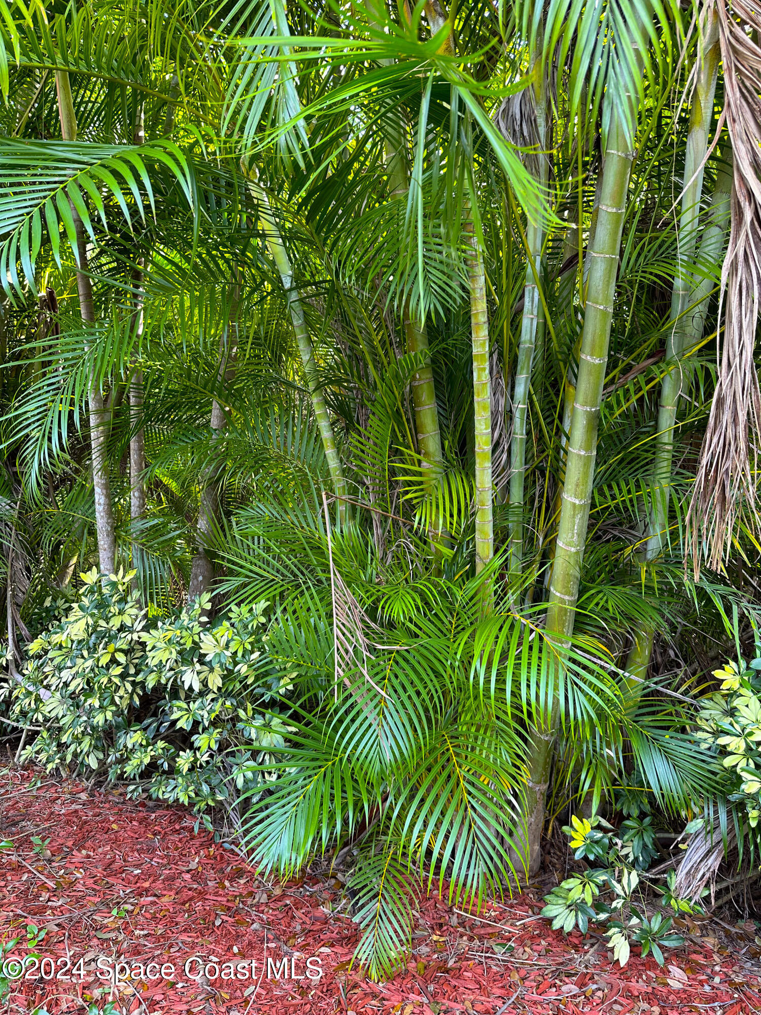 152 Morgan Circle Sebastian, FL 32958 - Photo 47 of 64 a plant view