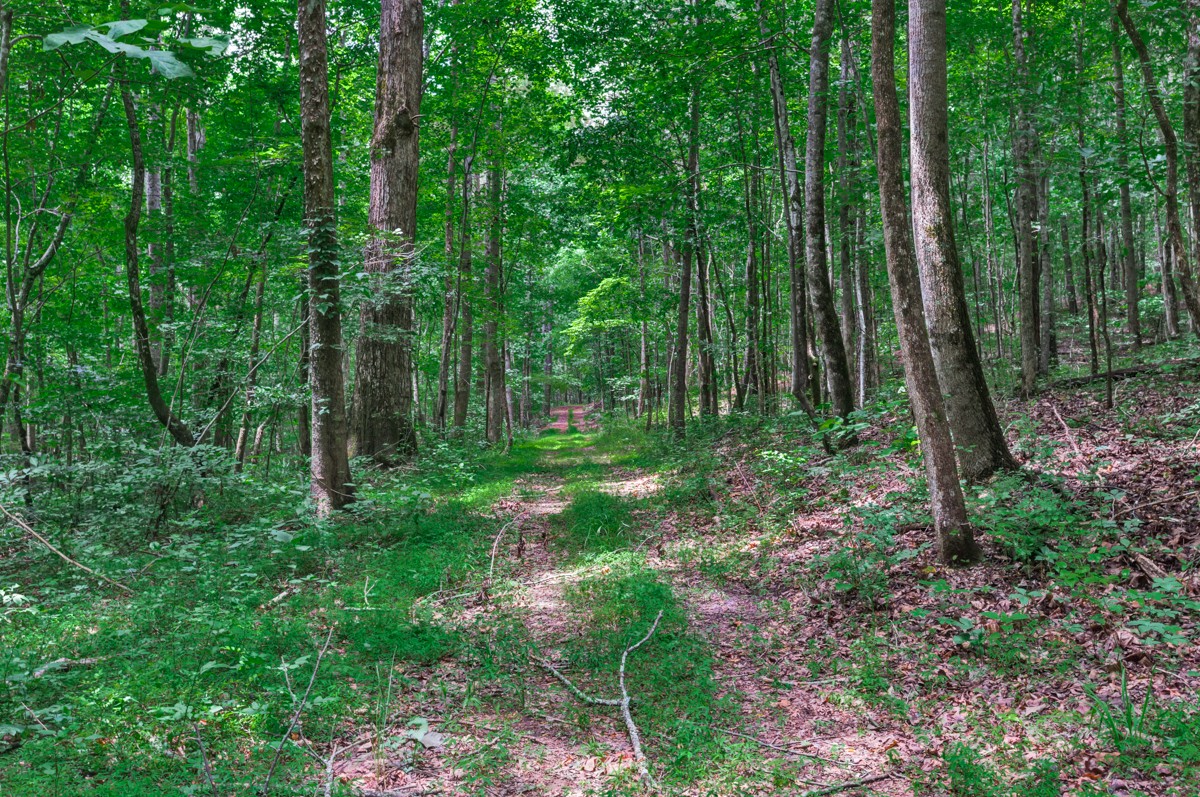 1218 Johnson Branch Road Pulaski, TN 38478 - Photo 11 of 23 a view of lush green forest