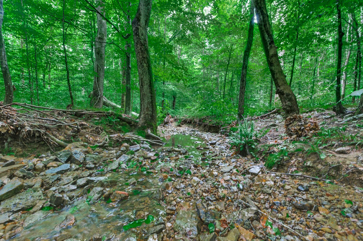 1218 Johnson Branch Road Pulaski, TN 38478 - Photo 13 of 23 a view of a lush green forest