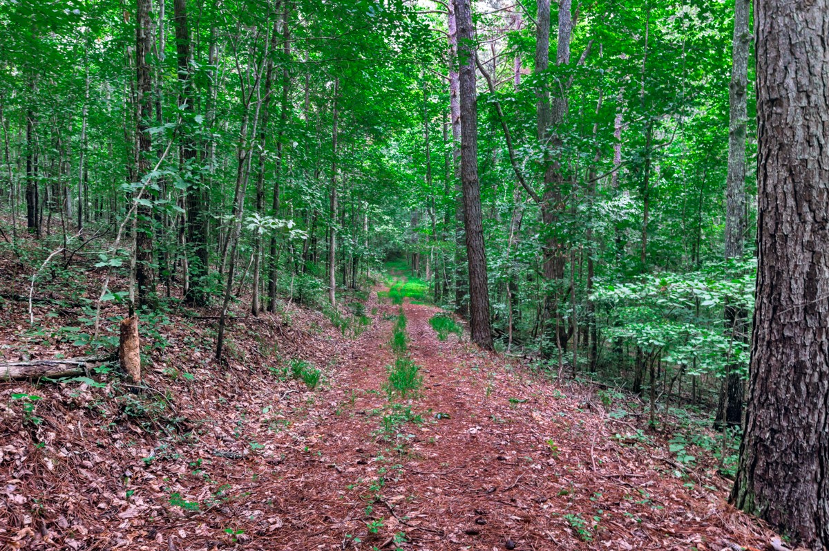 1218 Johnson Branch Road Pulaski, TN 38478 - Photo 15 of 23 a view of a park with large trees