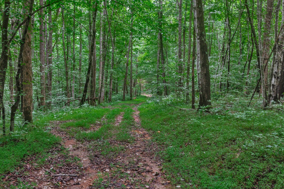 1218 Johnson Branch Road Pulaski, TN 38478 - Photo 10 of 23 a view of a lush green forest