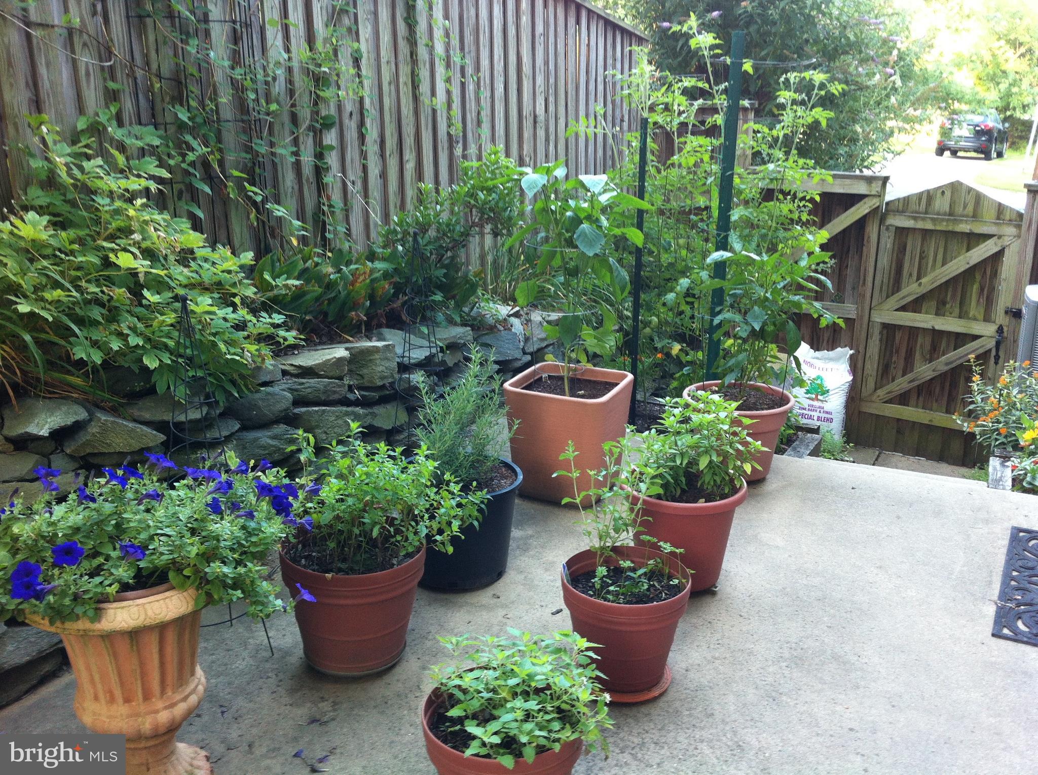 13011 Daley Street Silver Spring, MD 20906 - Photo 50 of 56 Patio area for planting in pots, great lighting