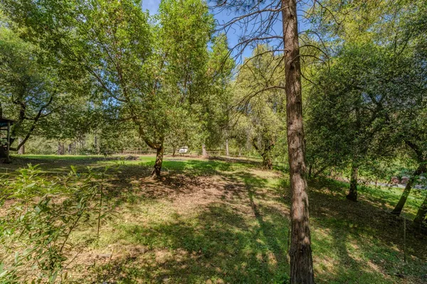 a view of a backyard with plants and large trees