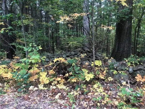 a view of a tree in a garden