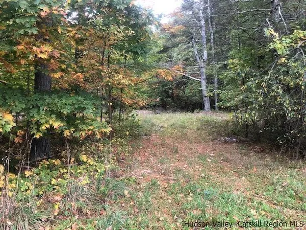a view of a forest with trees in the background