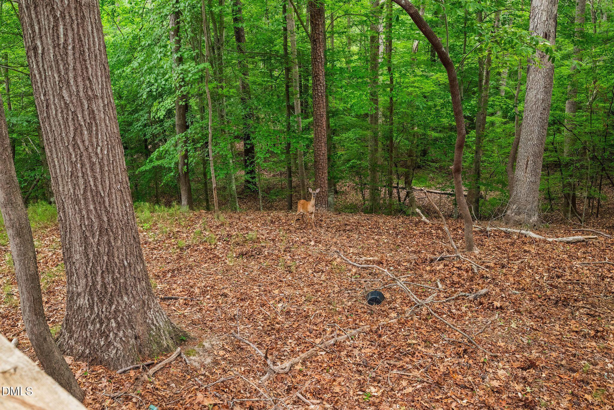 9913 Longford Drive Raleigh, NC 27615 - Photo 66 of 93 23_DSC_9463