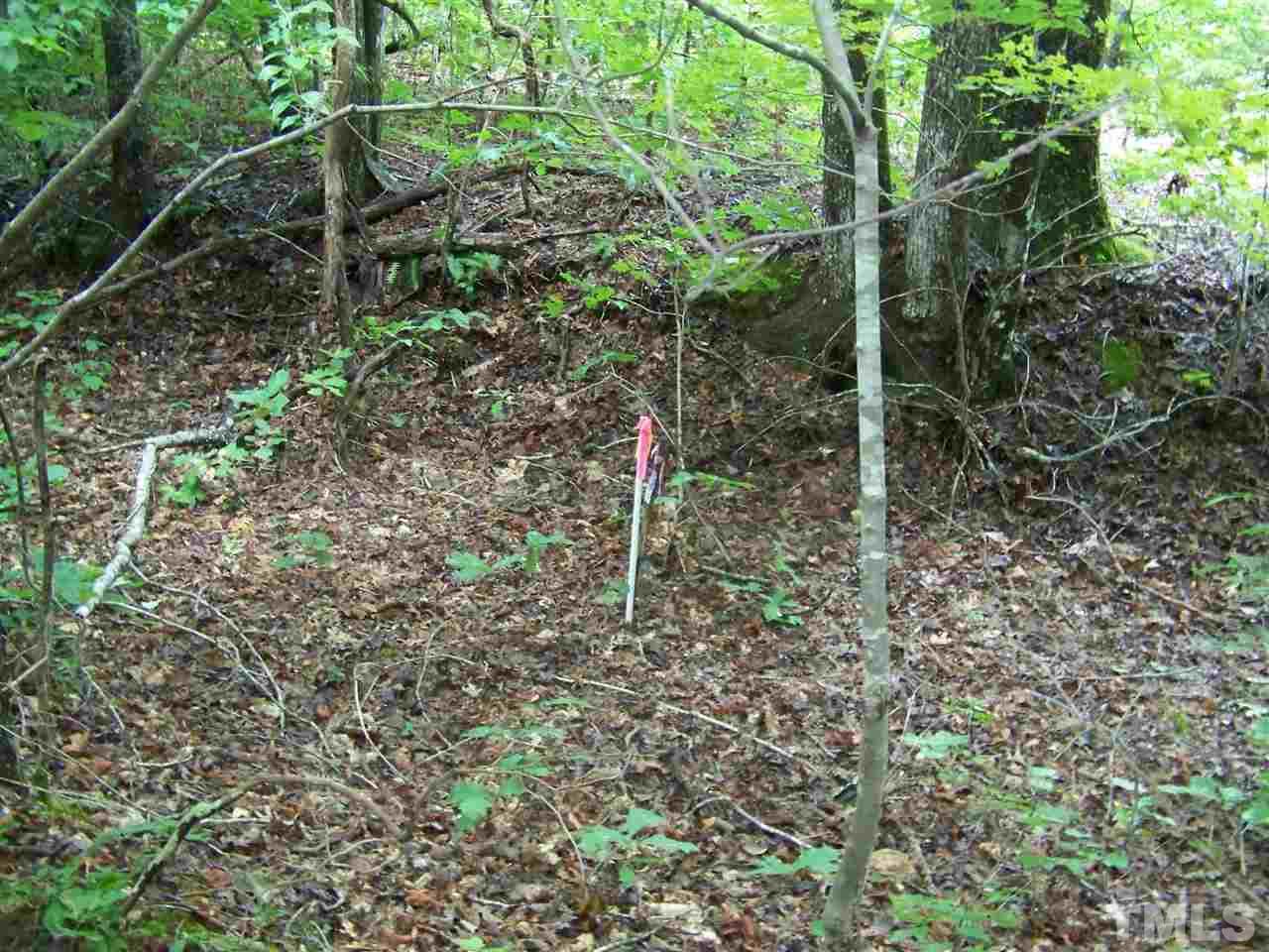 1 Roxboro Road Rougemont, NC 27572 - Photo 13 of 35 a view of a forest with a tree