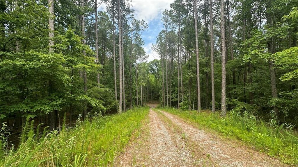9850 Henderson Mountain Road Fairmount, GA 30139 - Photo 1 of 1 a view of forest
