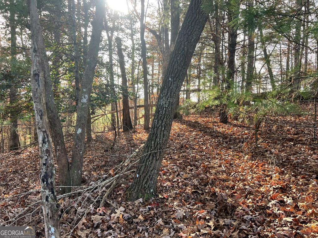 a view of a forest with trees