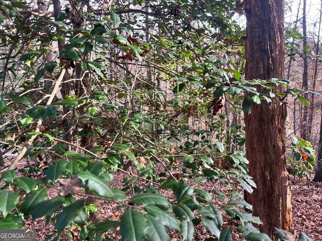 71 Dryad Court Ellijay, GA 30540 - Photo 7 of 9 a picture of flowers
