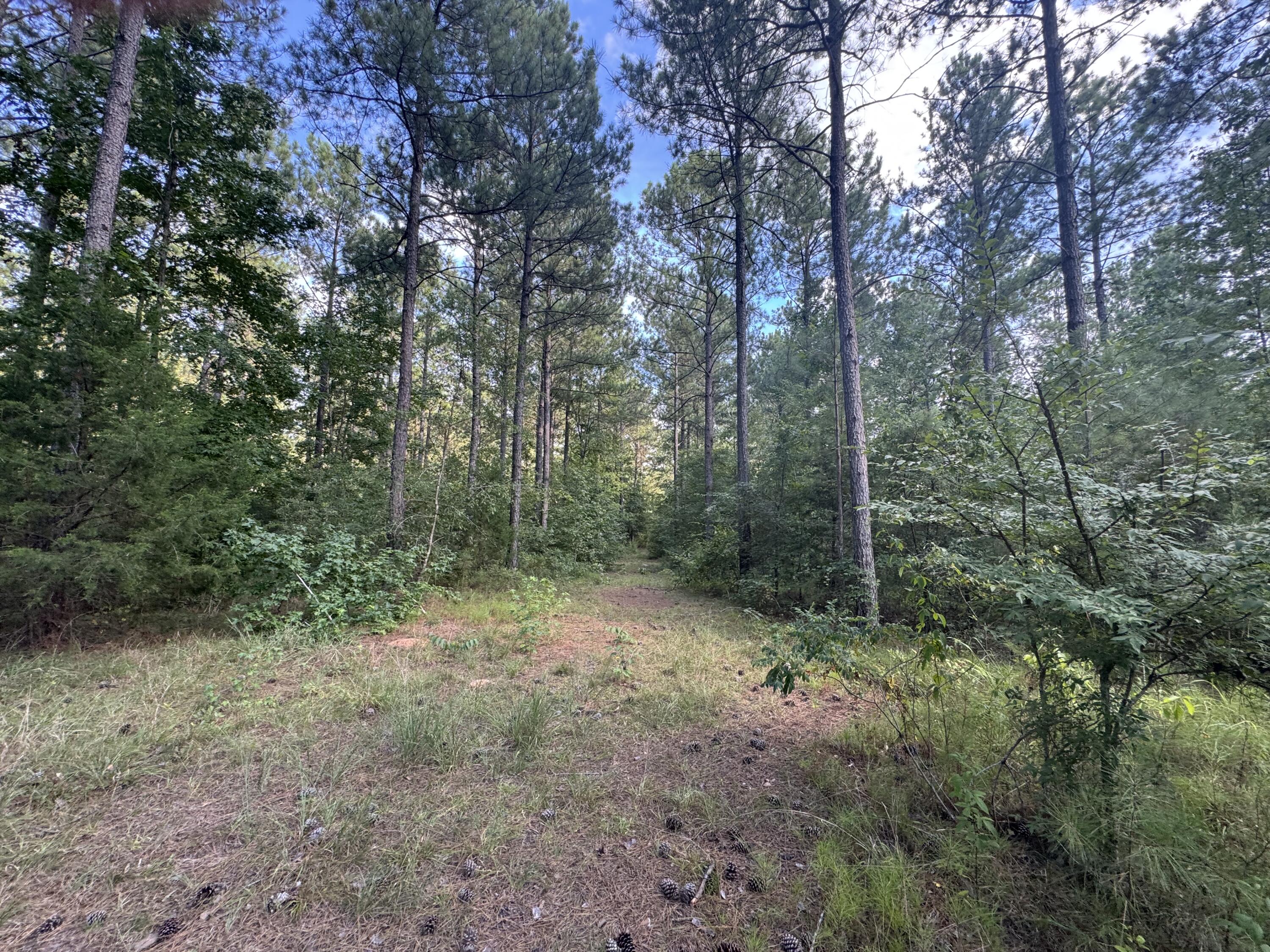33-ac Crosscreek Road Edgefield, SC 29824 - Photo 12 of 25 a view of a forest with trees in the background