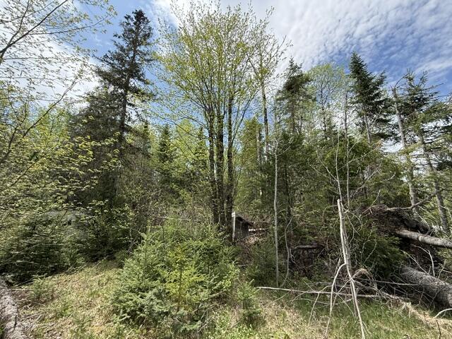 390 Woodland Road Princeton, ME 04668 - Photo 3 of 5 IMG_0102 (1)