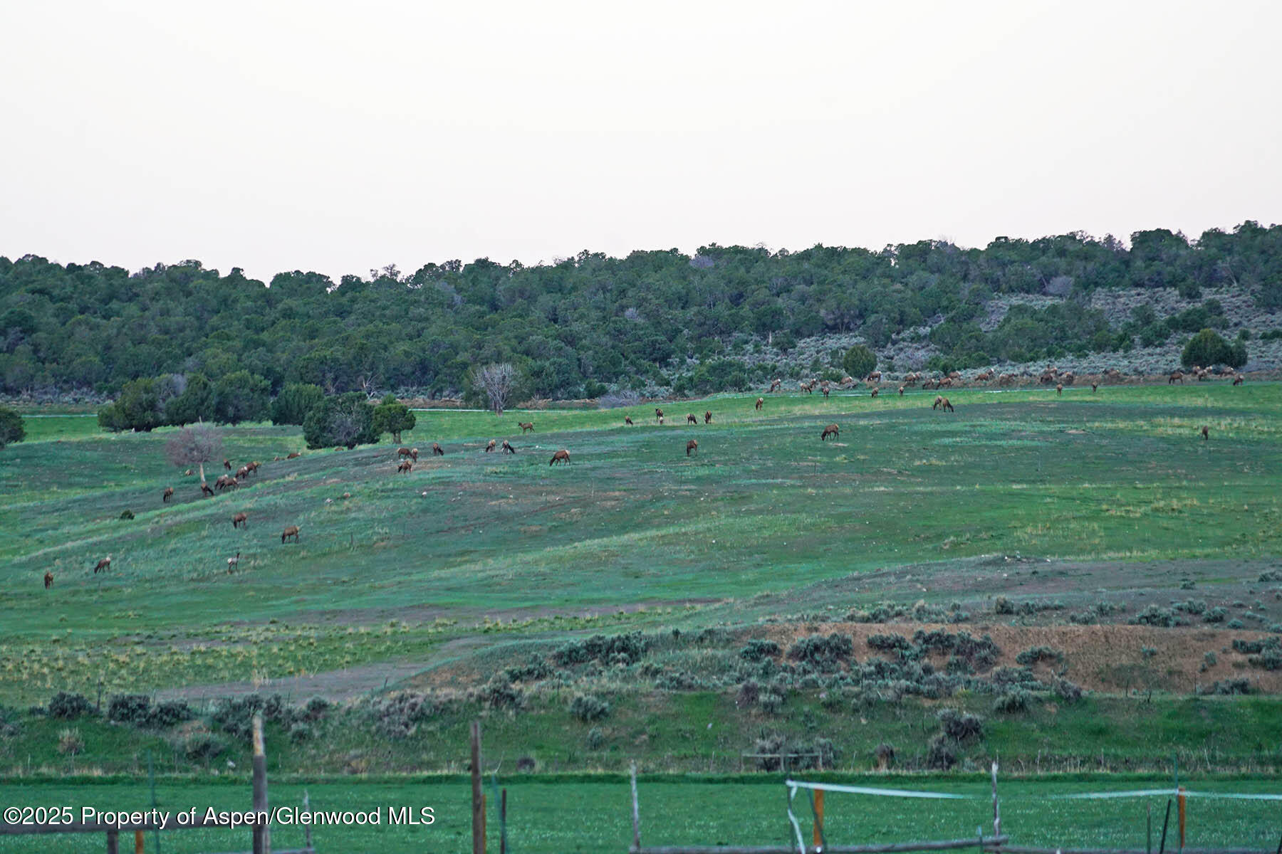 10676 Bostwick Park Road Montrose, CO 81401 - Photo 25 of 42 a view of field with grass and trees