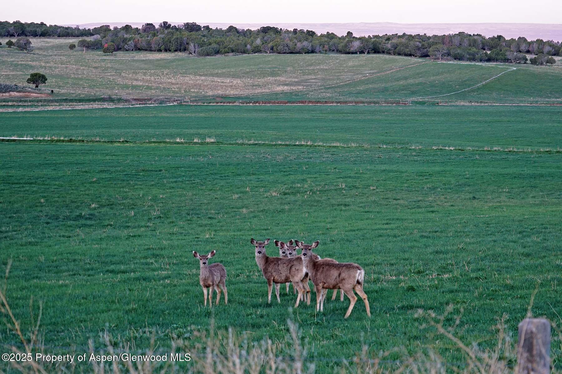 10676 Bostwick Park Road Montrose, CO 81401 - Photo 28 of 42 a backyard of a house with table and chairs