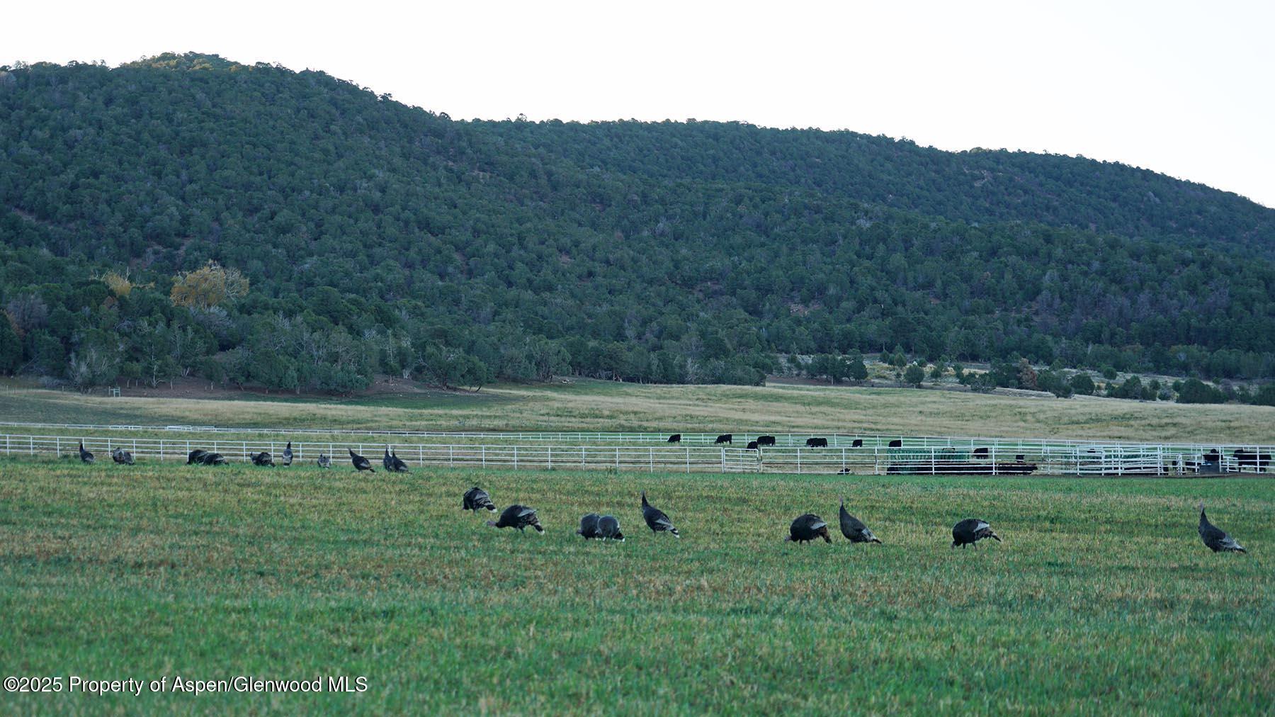 10676 Bostwick Park Road Montrose, CO 81401 - Photo 32 of 42 a view of a green field