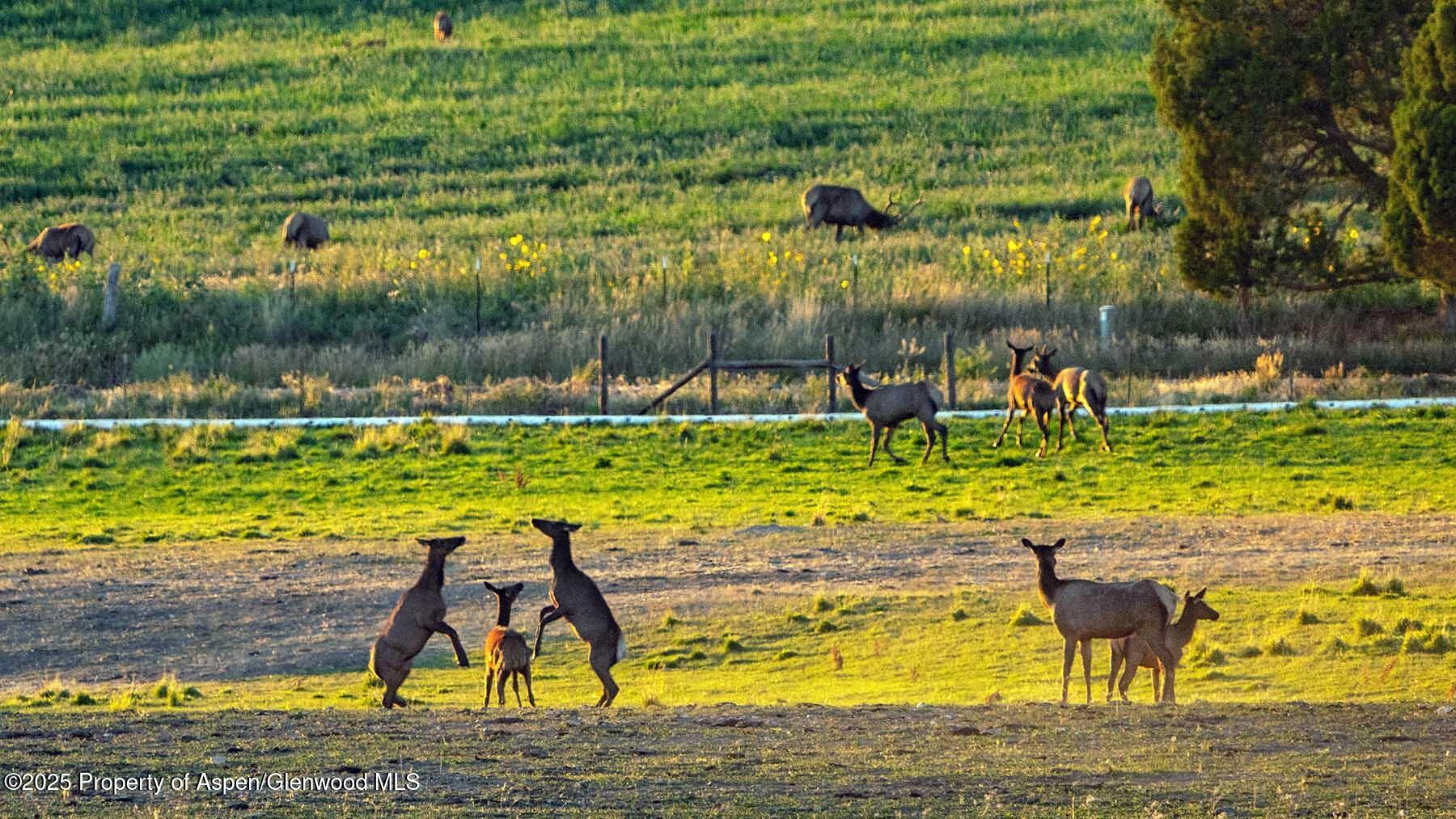 10676 Bostwick Park Road Montrose, CO 81401 - Photo 35 of 42 a view of swimming pool with a yard and large trees