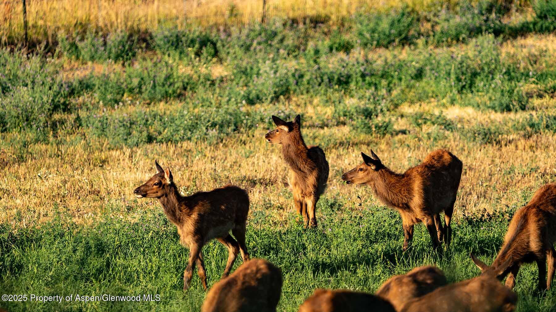 10676 Bostwick Park Road Montrose, CO 81401 - Photo 36 of 42 a view of a garden