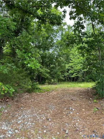 a view of a lush green forest