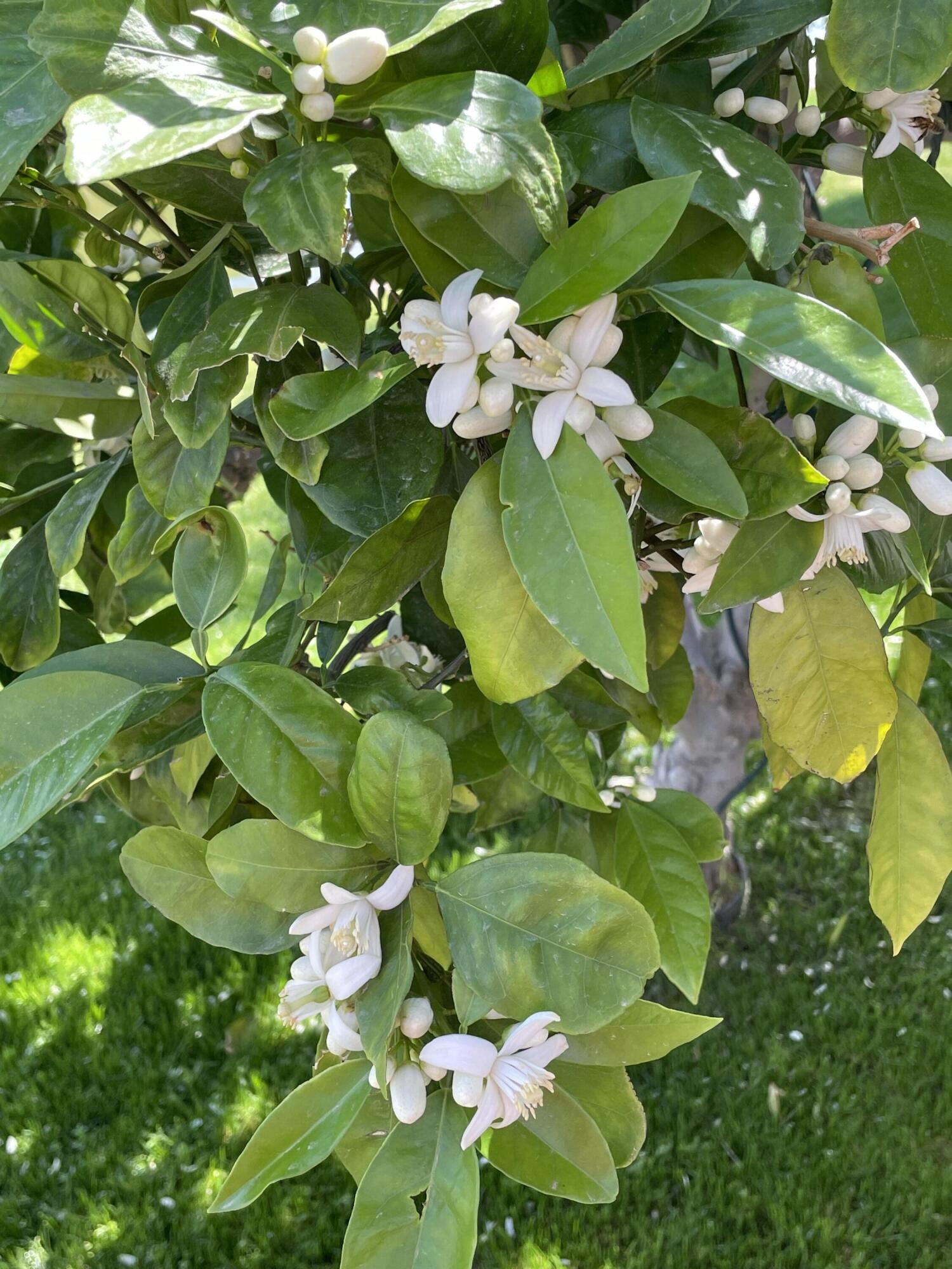 81620 Ave 49, Unit 235B Indio, CA 92201 - Photo 18 of 21 a close up of a white flower in a garden