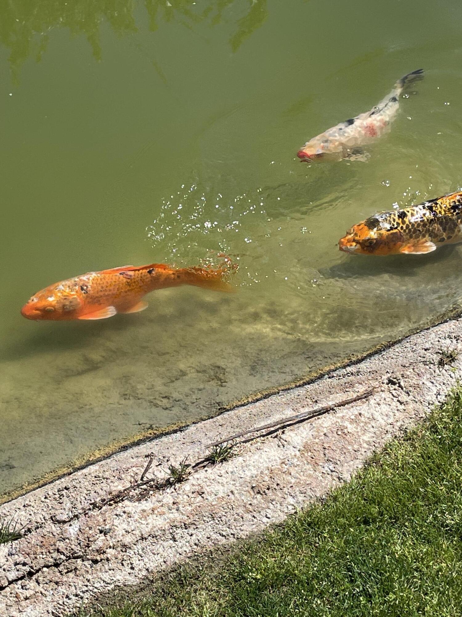 81620 Ave 49, Unit 235B Indio, CA 92201 - Photo 10 of 21 a view of a wooden floor