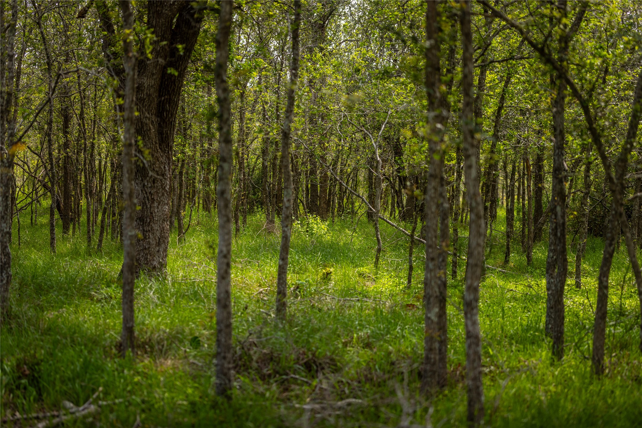 4082 Old Colony Line Road Lockhart, TX 78644 - Photo 16 of 40 Mature trees and lush undergrowth define this pristine, undeveloped wooded acreage.