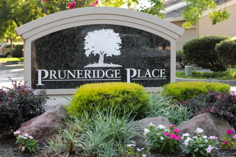 a view of a park with large trees