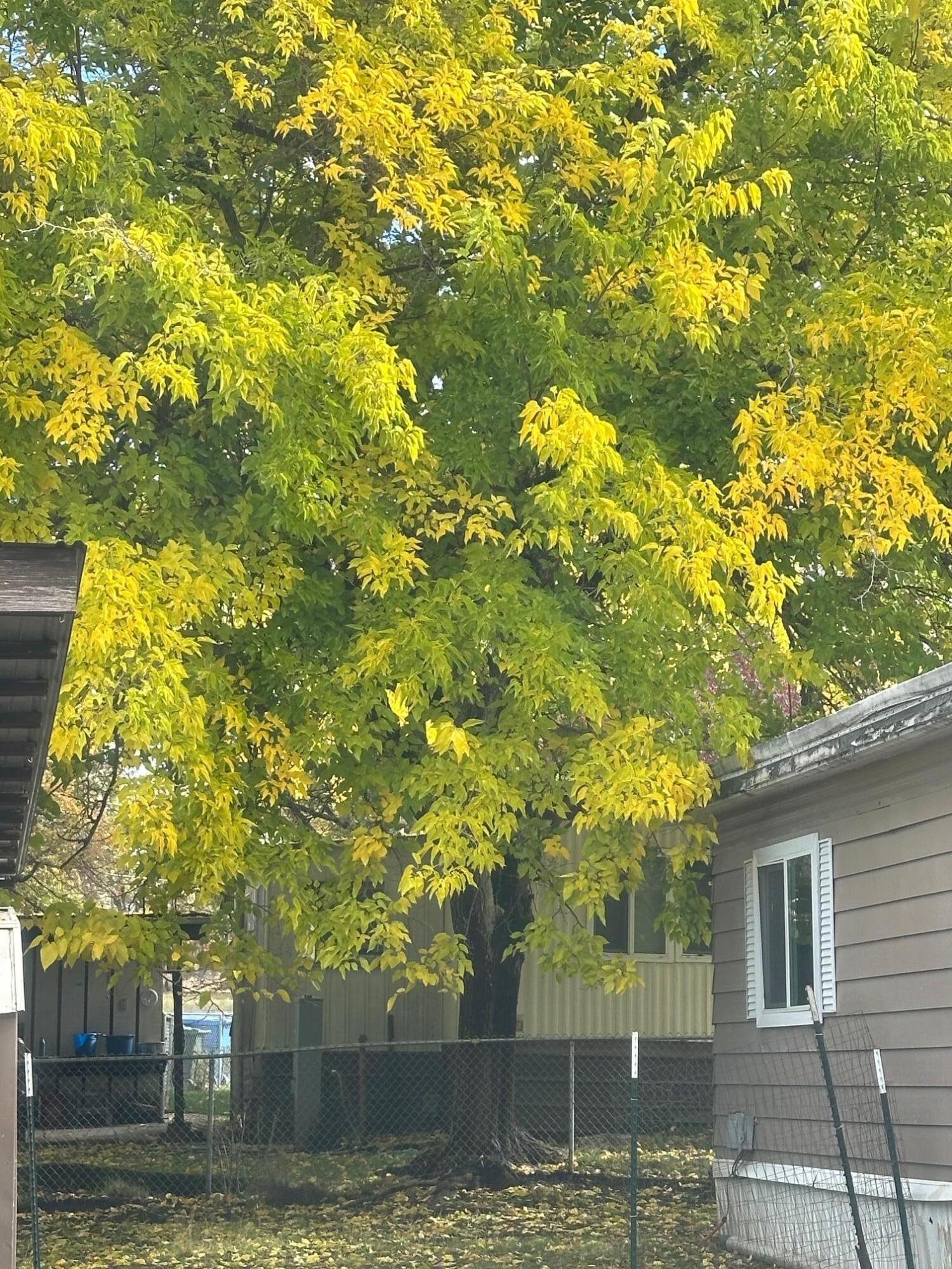 421 Stevens Road, Unit 52 Eagle Point, OR 97524 - Photo 18 of 18 a view of a tree in front of a yard