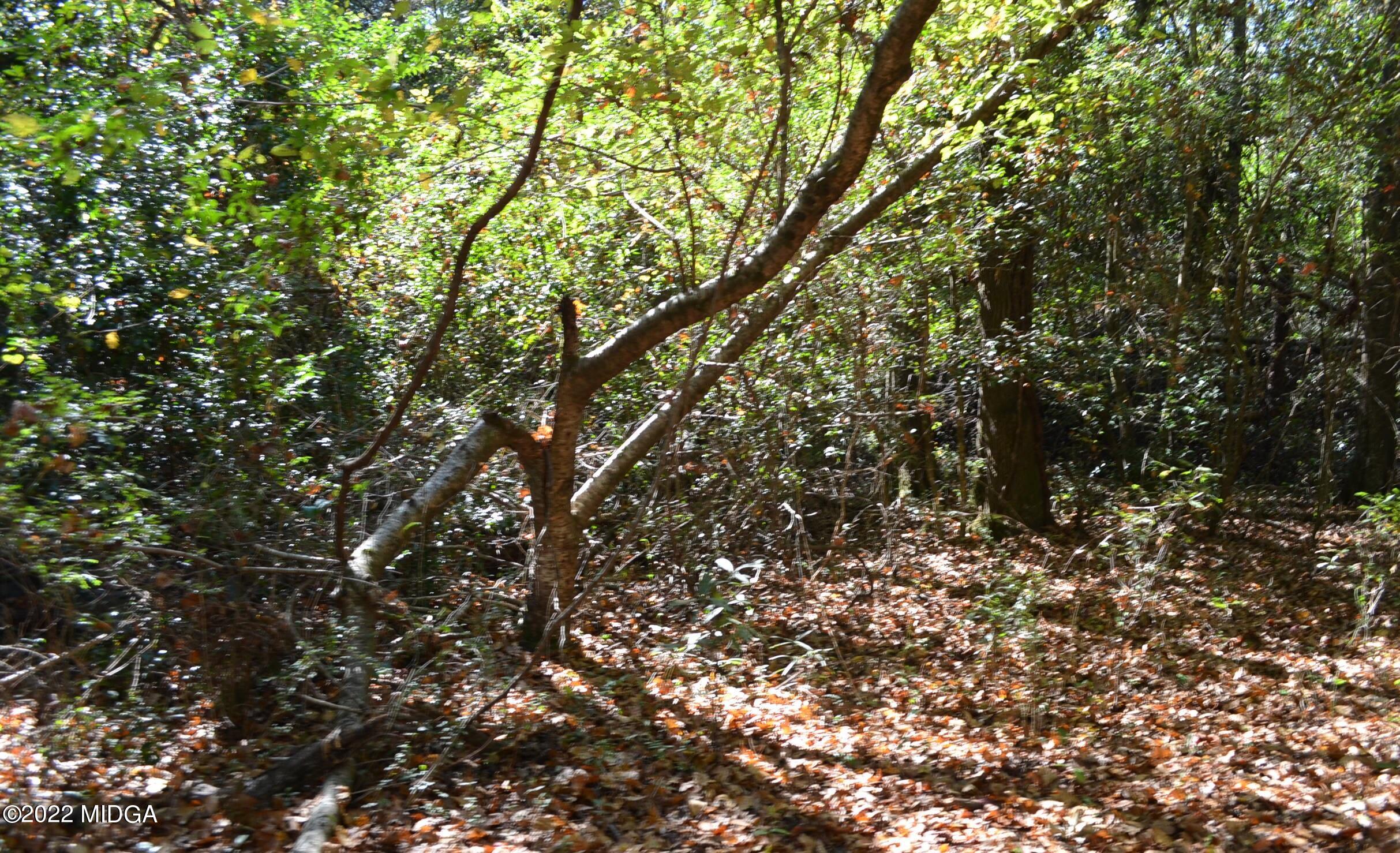 6514 Barfield Road Macon, GA 31216 - Photo 12 of 20 a view of tree