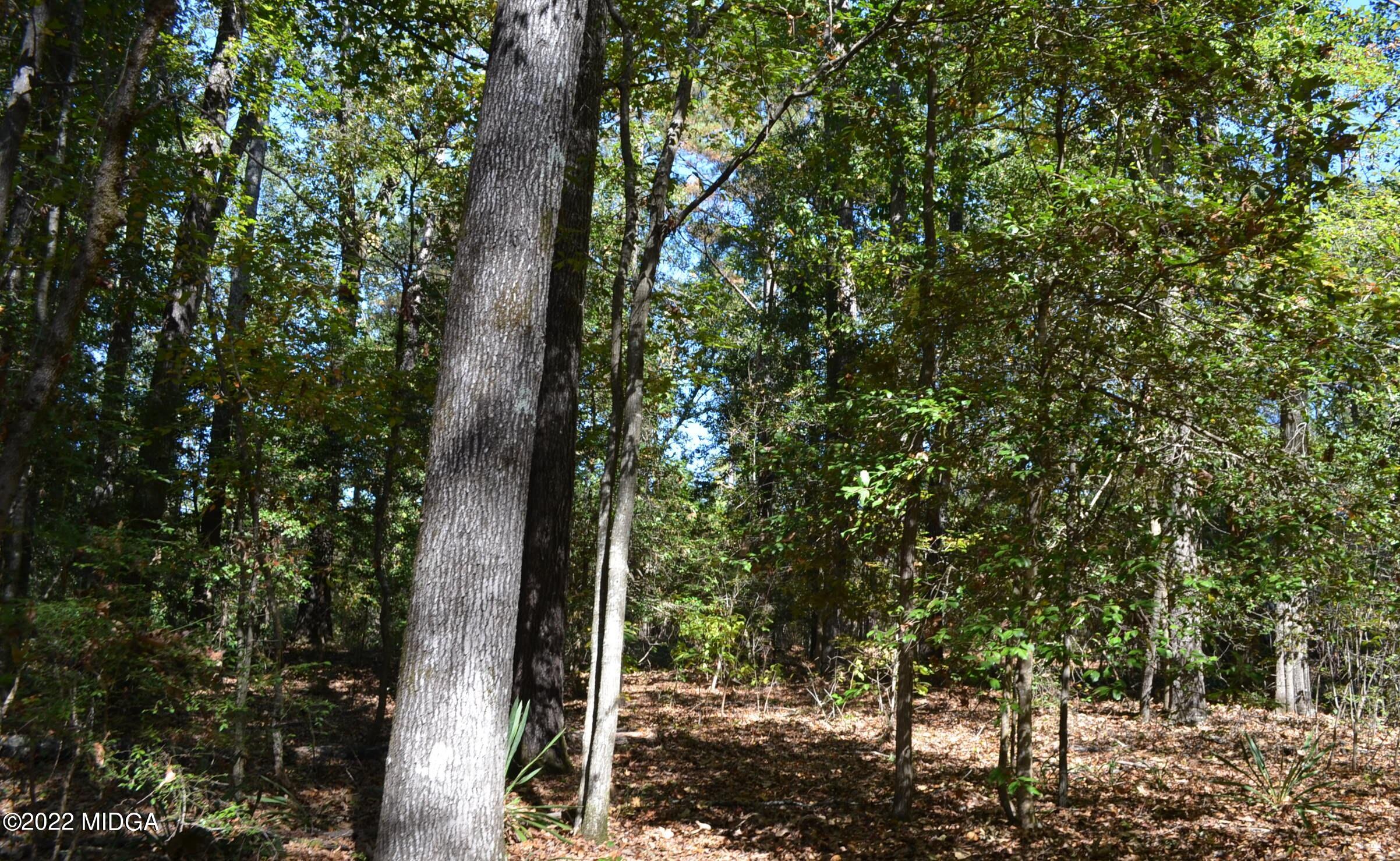 6514 Barfield Road Macon, GA 31216 - Photo 14 of 20 a view of forest