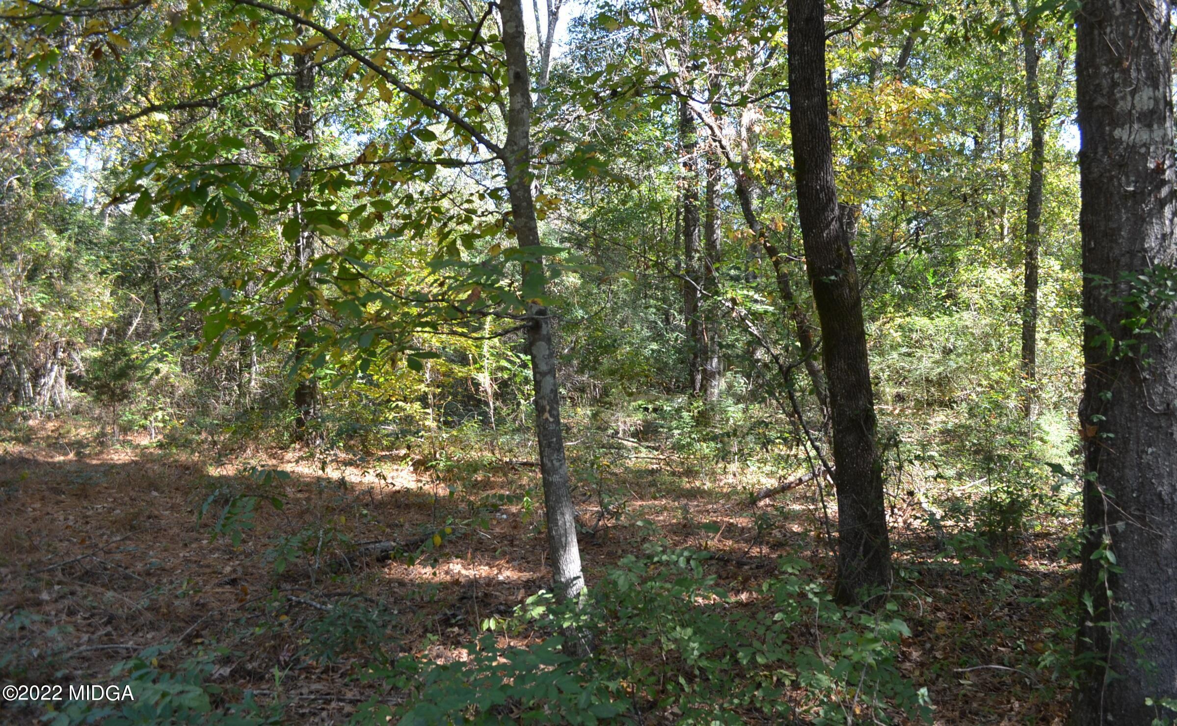 6514 Barfield Road Macon, GA 31216 - Photo 16 of 20 a view of a forest filled with trees