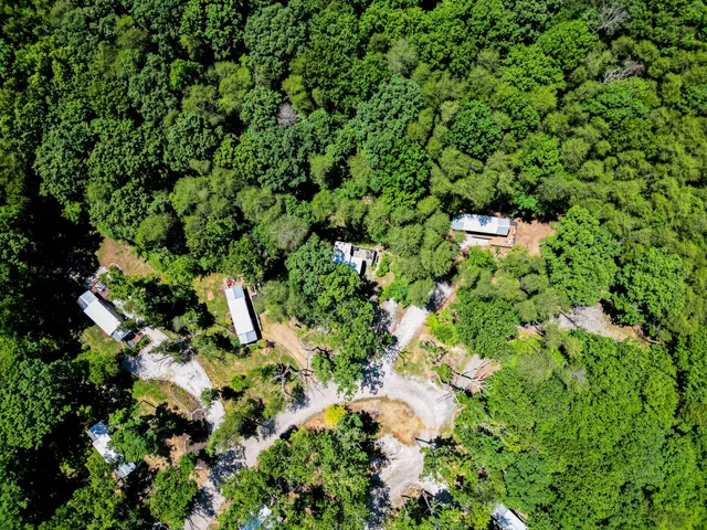 a view of a tree with a tree