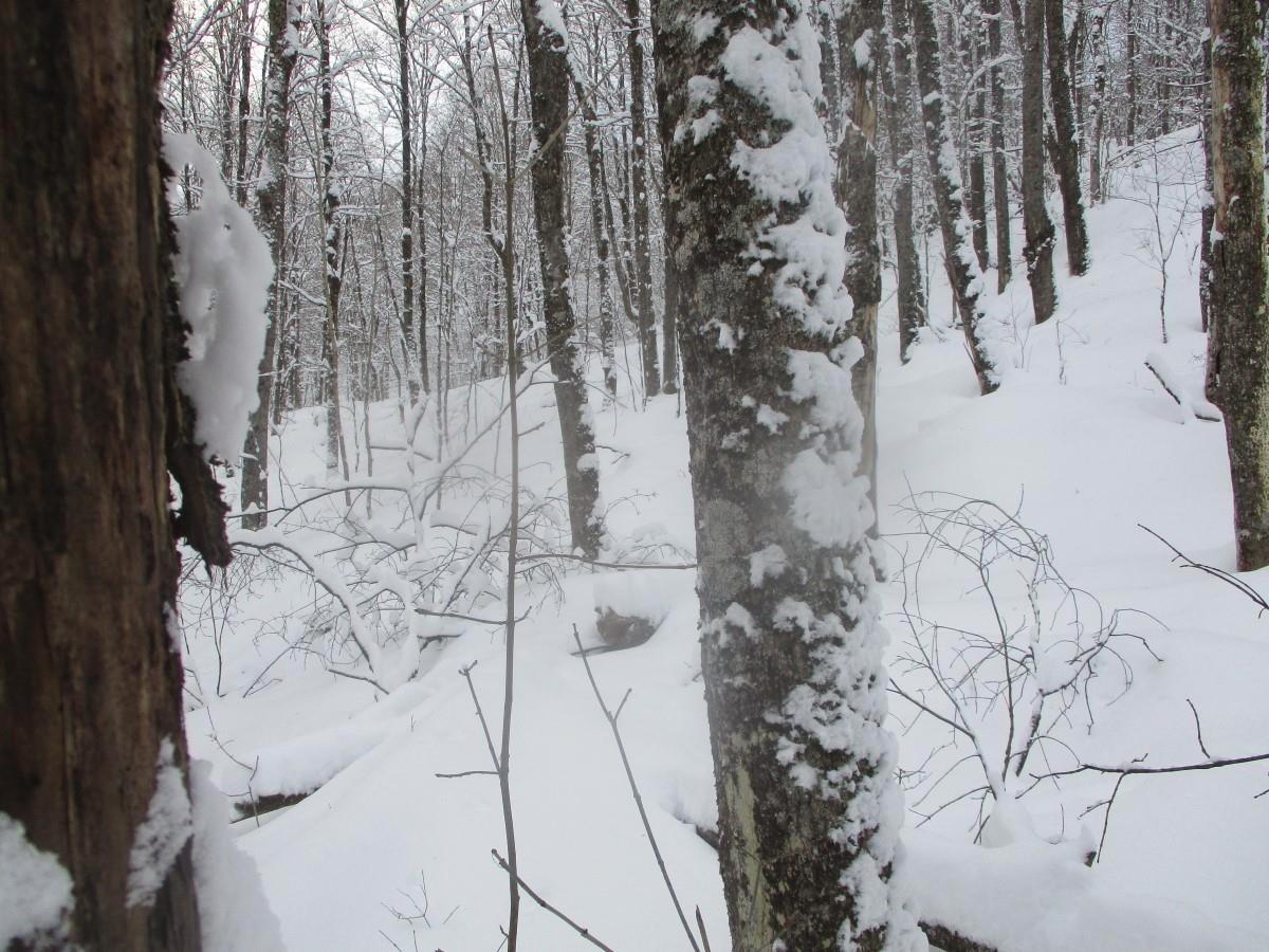 0 Shover Road Eden, VT 05652 - Photo 7 of 7