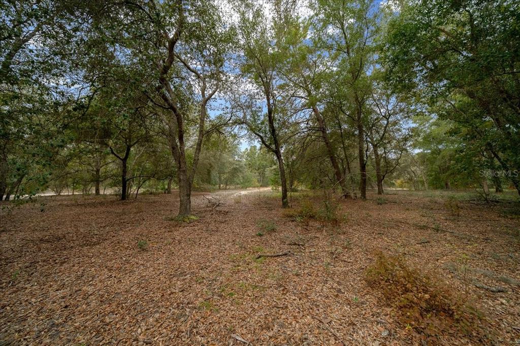 a view of a forest with trees in the background