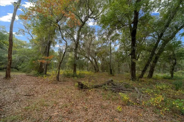a view of a forest with trees in the background