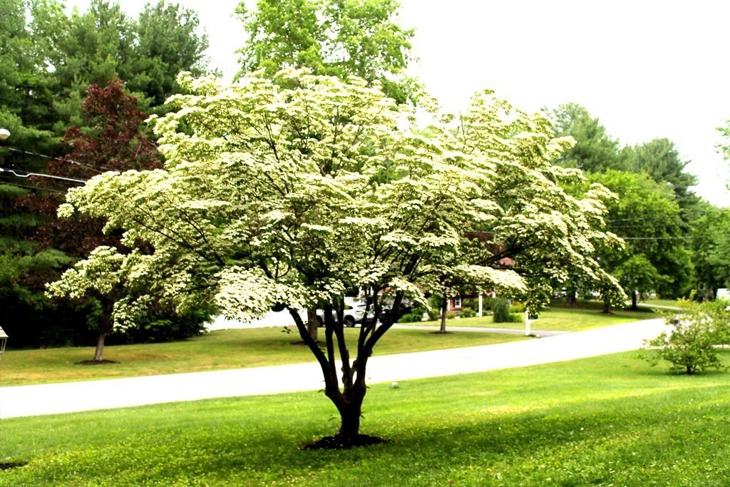 38 Eldor Drive Walpole, MA 02071 - Photo 39 of 39