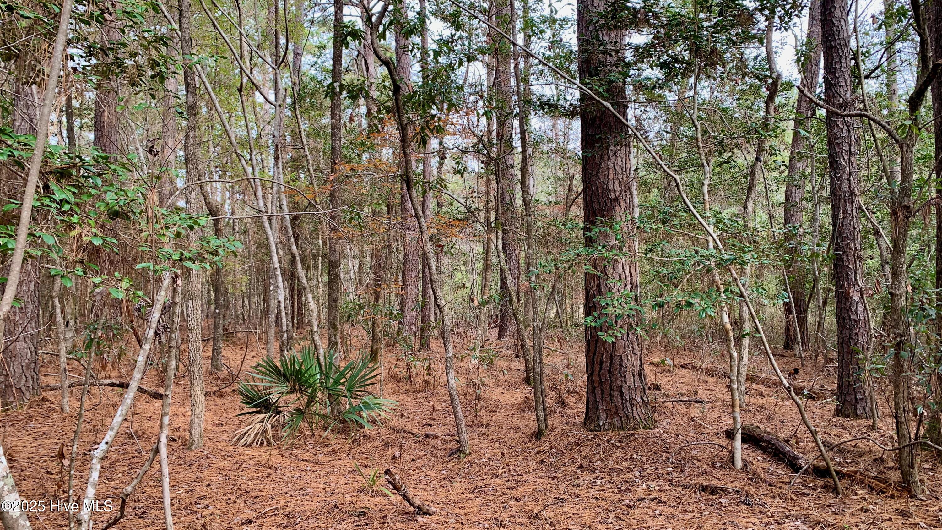 0 Bell Point Road Merritt, NC 28556 - Photo 7 of 8 Interior vegetation