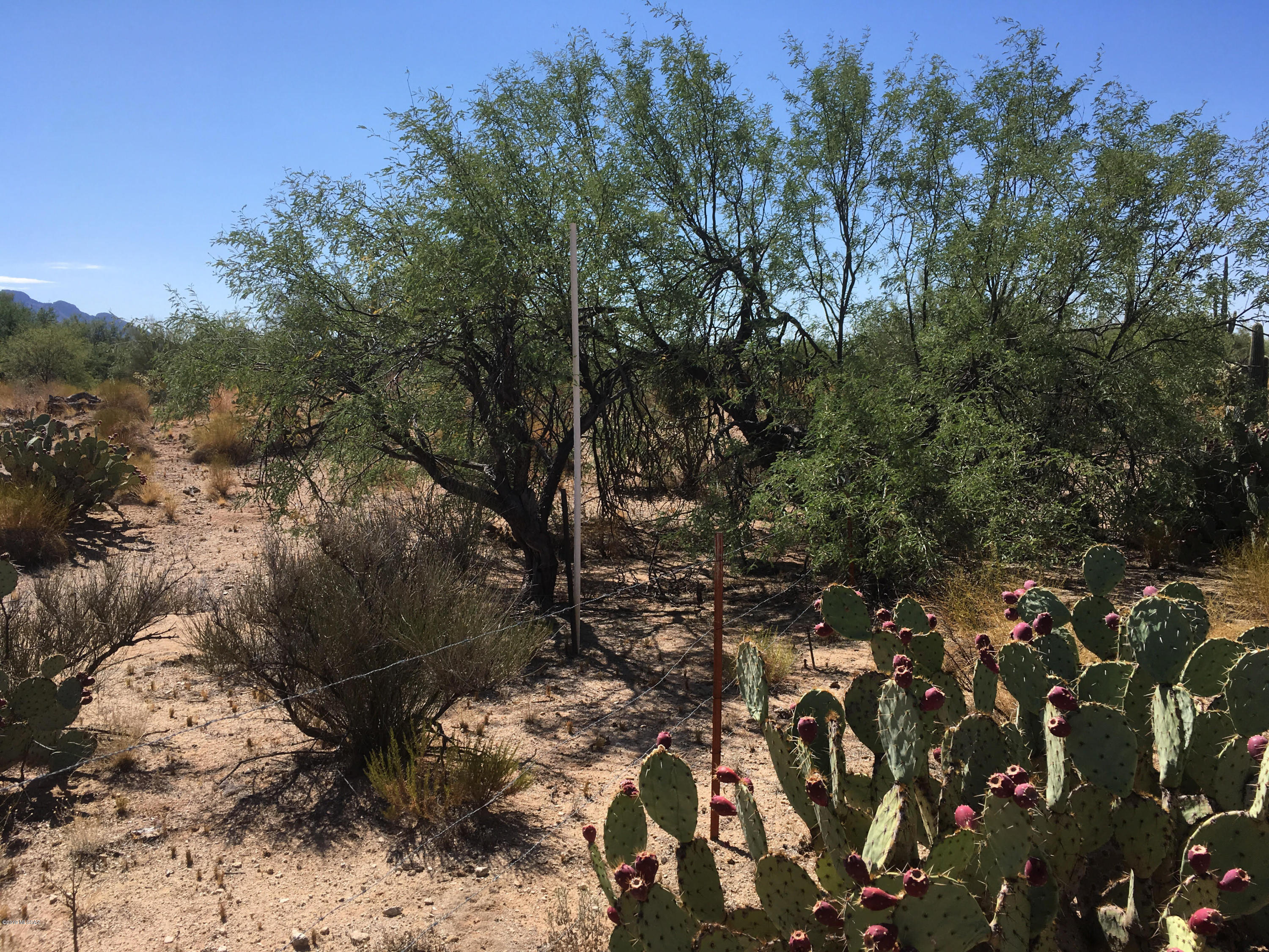 2575 West Sunkist Road Tucson, AZ 85755 - Photo 2 of 5