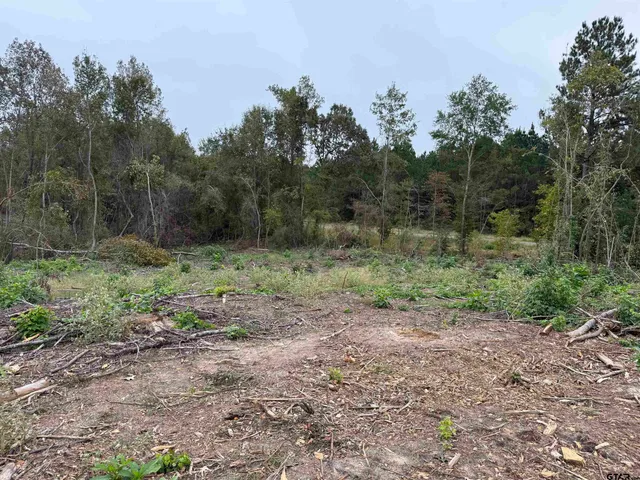 a view of a forest with trees in the background