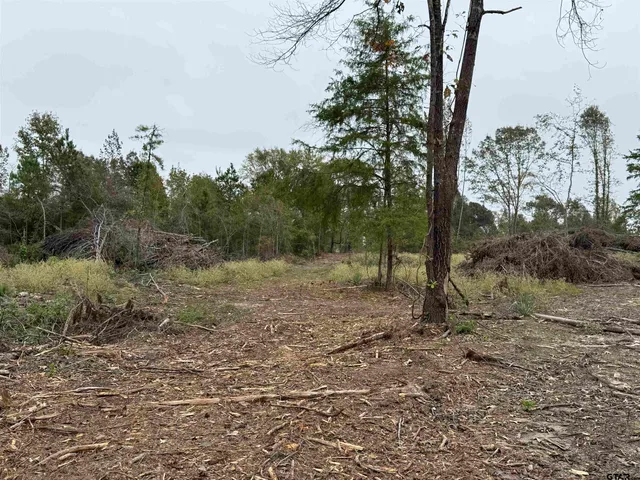 a view of a forest with trees in the background