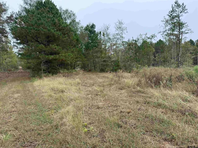 a view of a dry yard with trees
