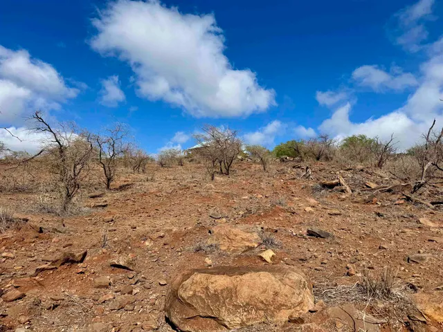 a view of a bunch of trees