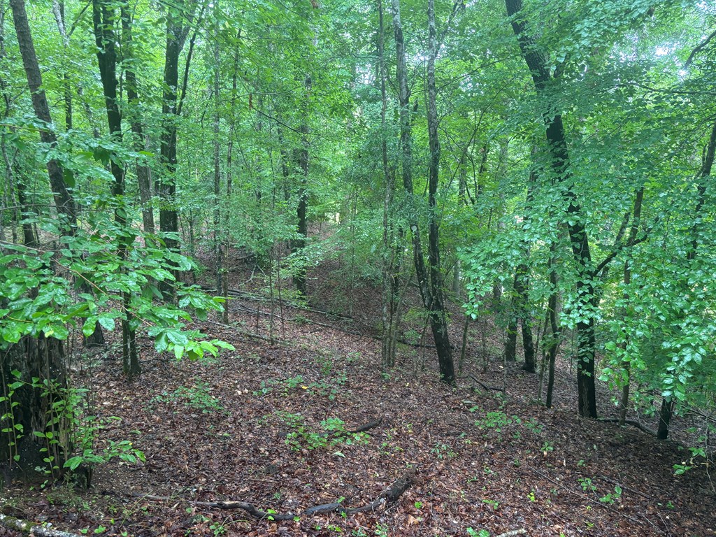631 Lee Road 0889 Salem, AL 36874 - Photo 5 of 13 a view of a forest that has large trees
